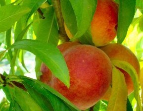 Red Globe Peach