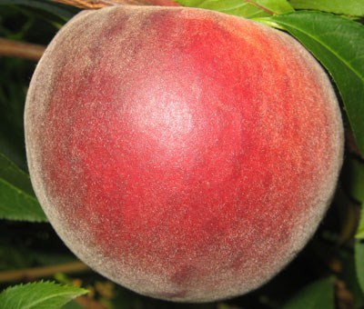 Red Skin Peach Red Skin Peach