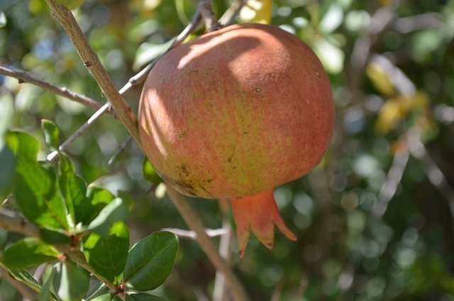 Dwarf Pomegranate (Nana)