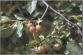 Southern Crabapple (Malus augustifolia)