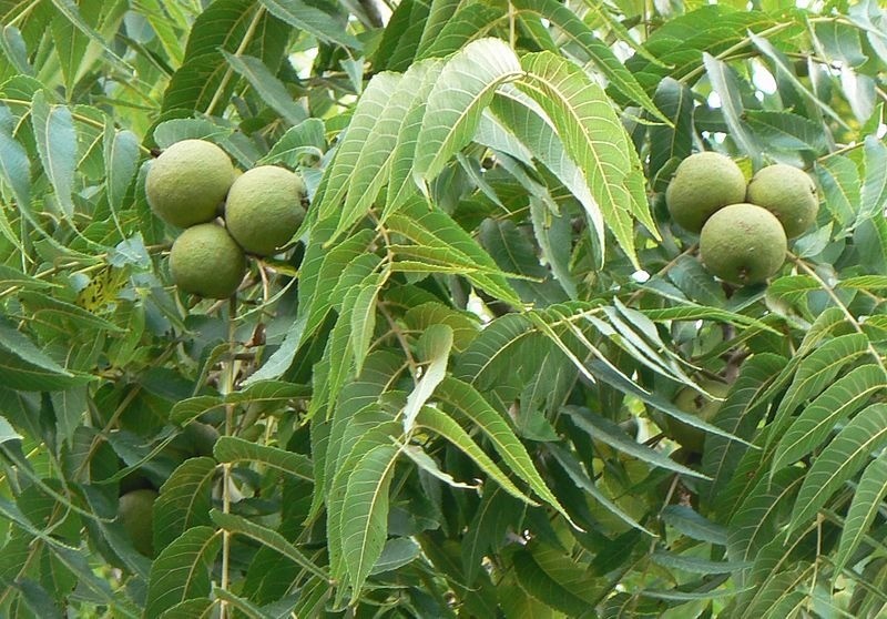 Black Walnut Trees