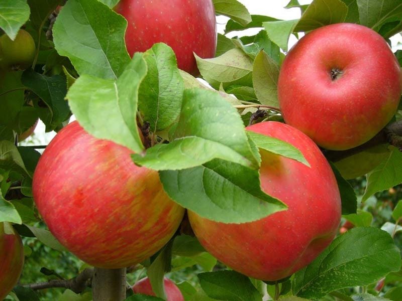Honeycrisp Apple