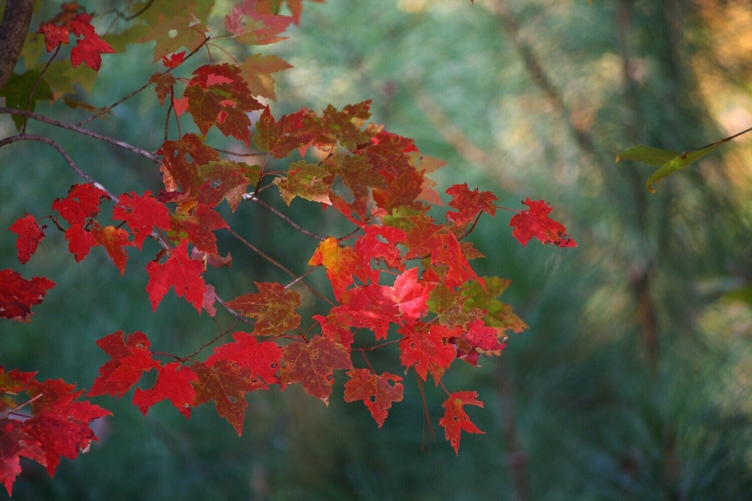 Native red maple trees