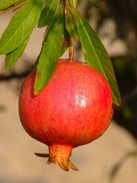 Wonderful Pomegranate Tree Wonderful Pomegranate Tree