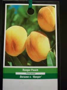 Ranger Peach