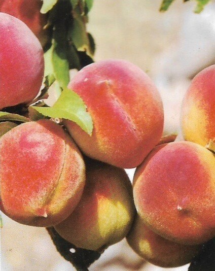 Sunprince Peach
