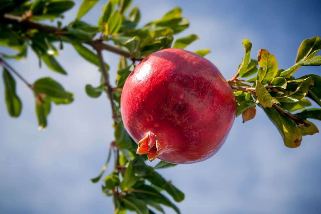 Russian Pomegranate