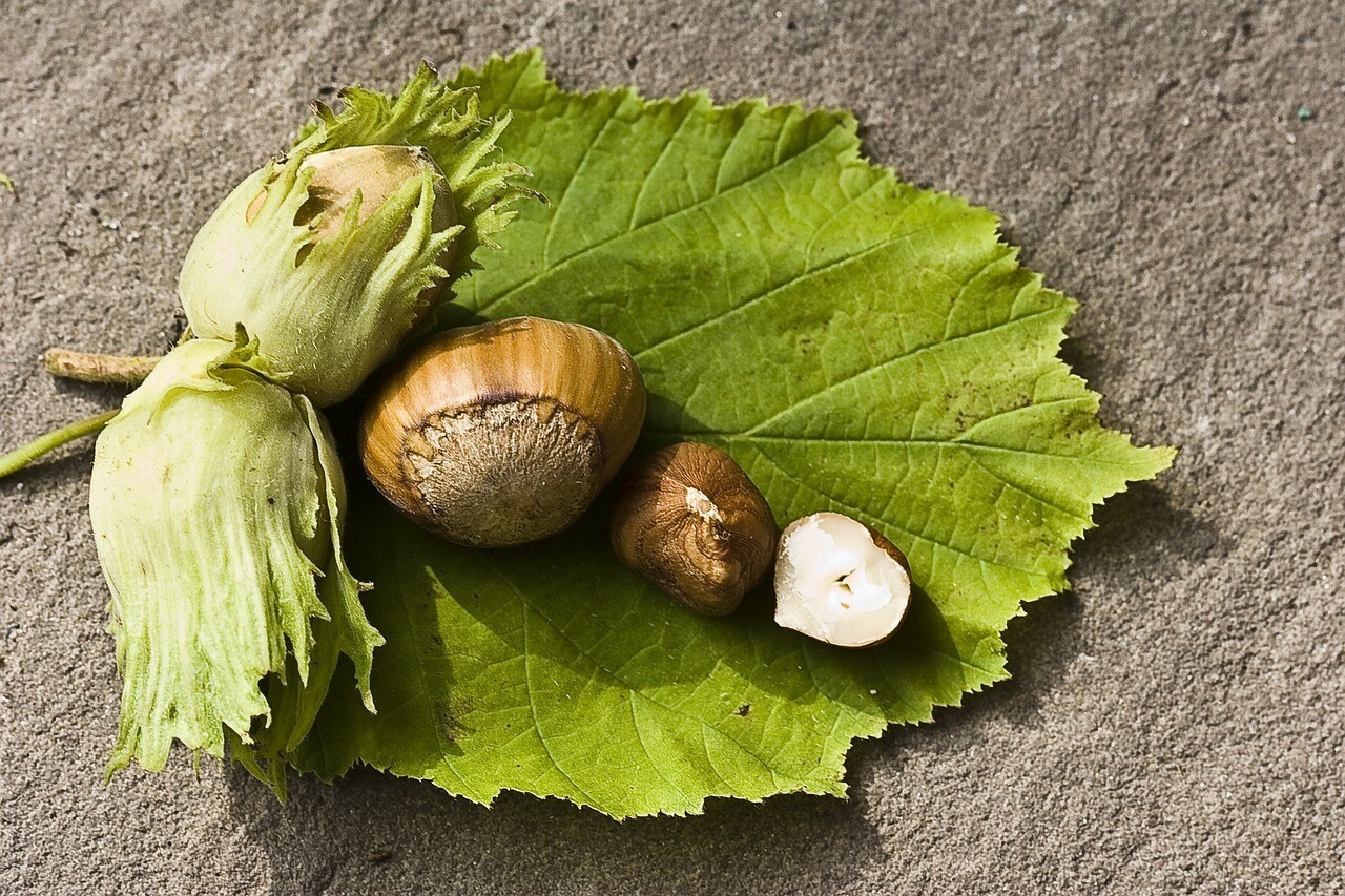 American Hazelnut (Corylus americana)
