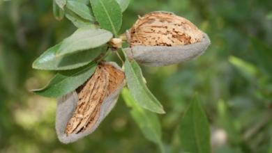 Nonpariel Almond Nonpariel Almond