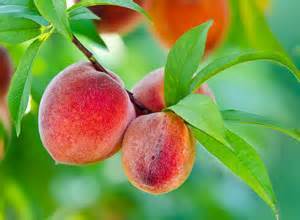 Majestic Peach Majestic Peach