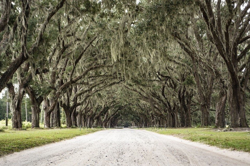 Live Oak Tree