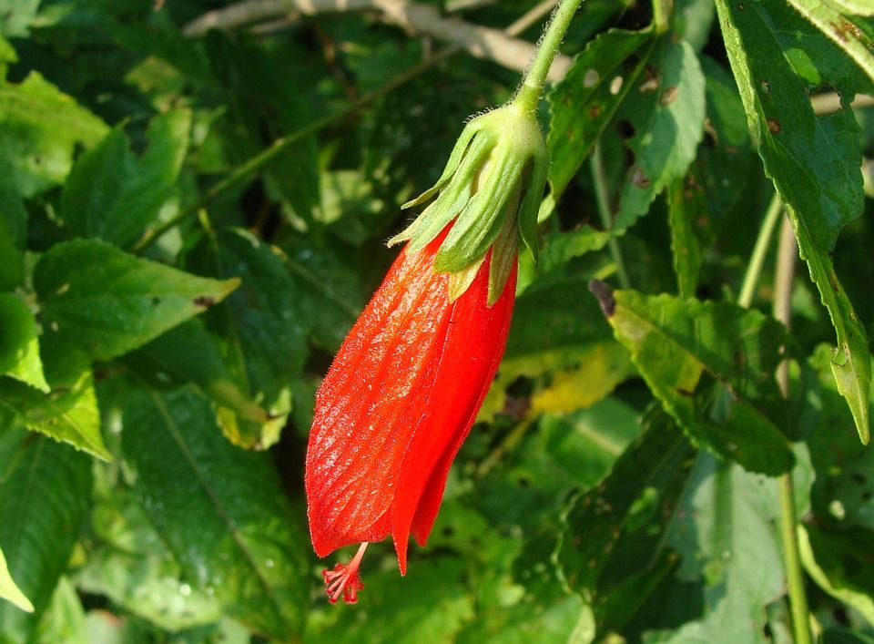 Turk's cap Turk's cap