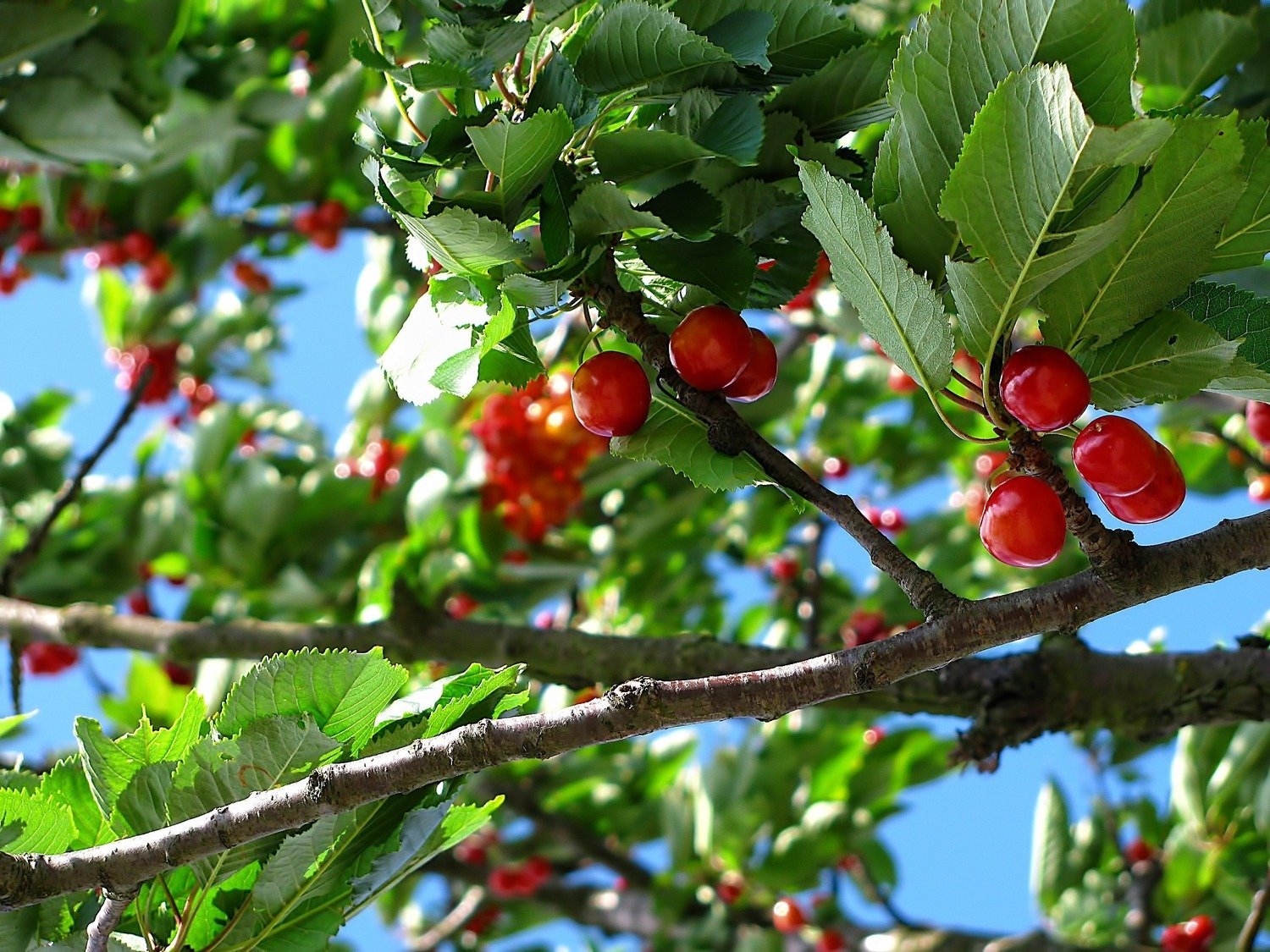 Stella Cherry (Self-Fertile) Stella Cherry (Self-Fertile)