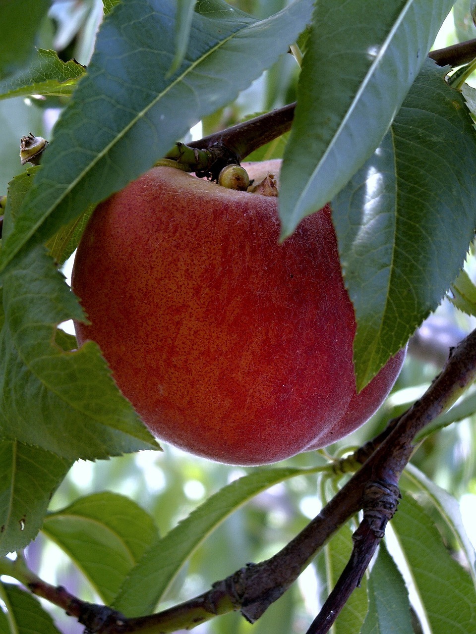Redhaven Peach