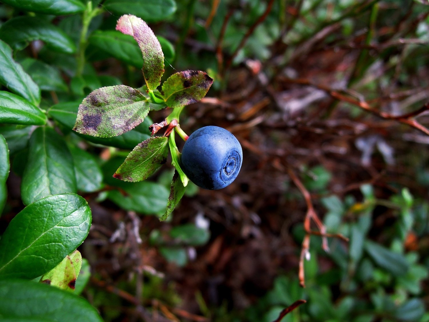 Premier Blueberry