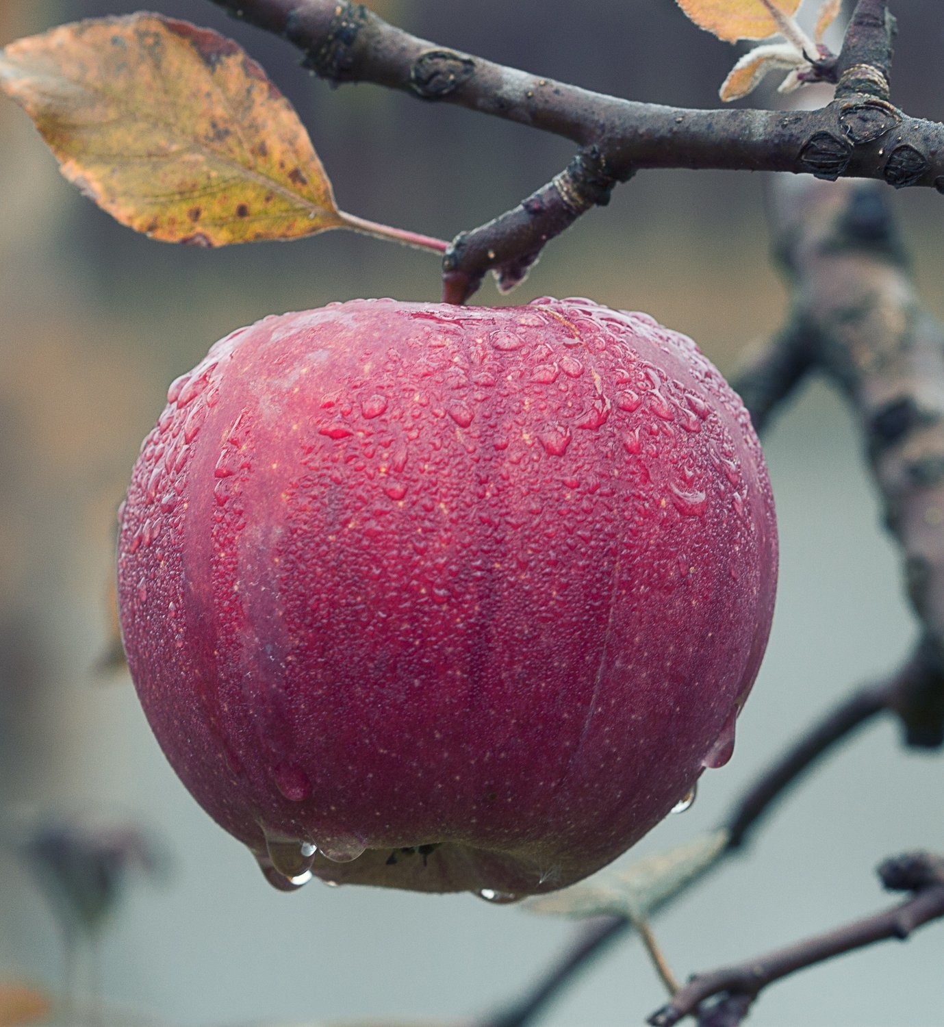 Arkansas Black Apple