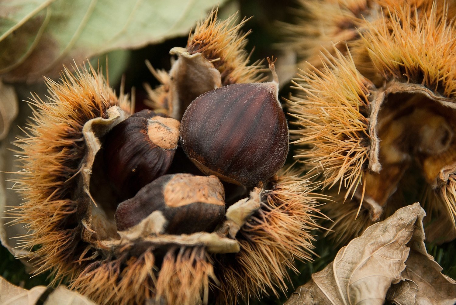 Chinese chestnut tree