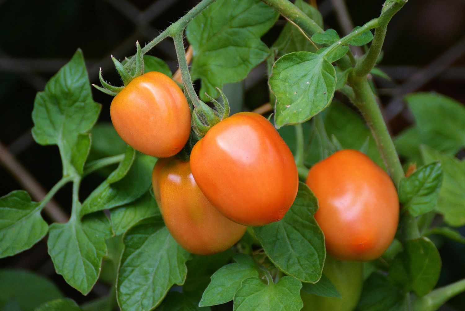 Roma tomato plant