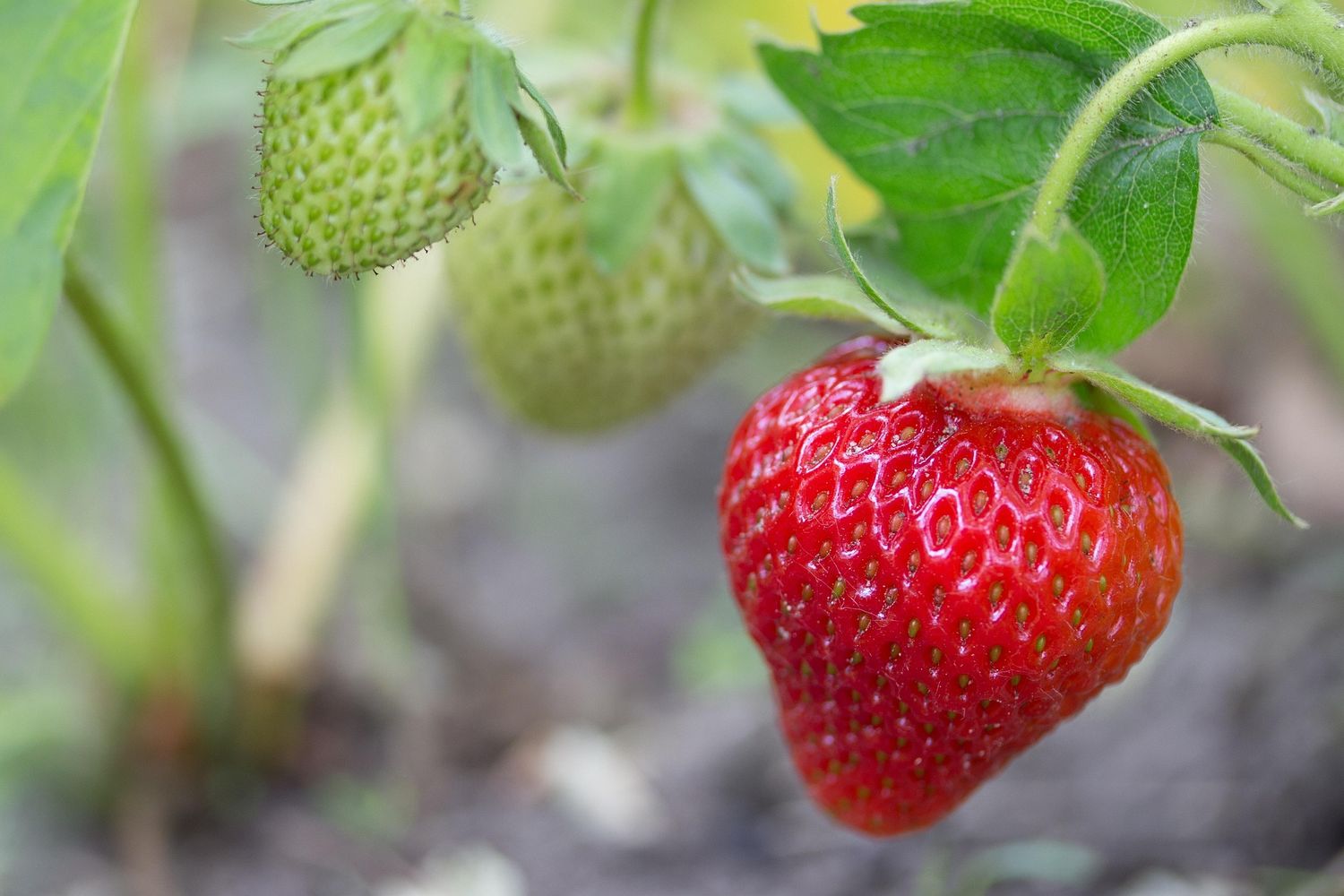 Sequoia strawberry plant - 4" pot