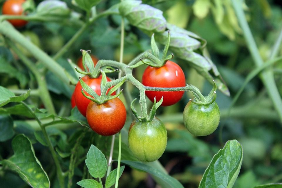 Sweet 100 cherry tomato plants - 4" pot