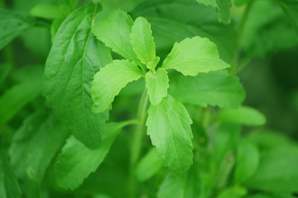 Stevia plant - 4" pot