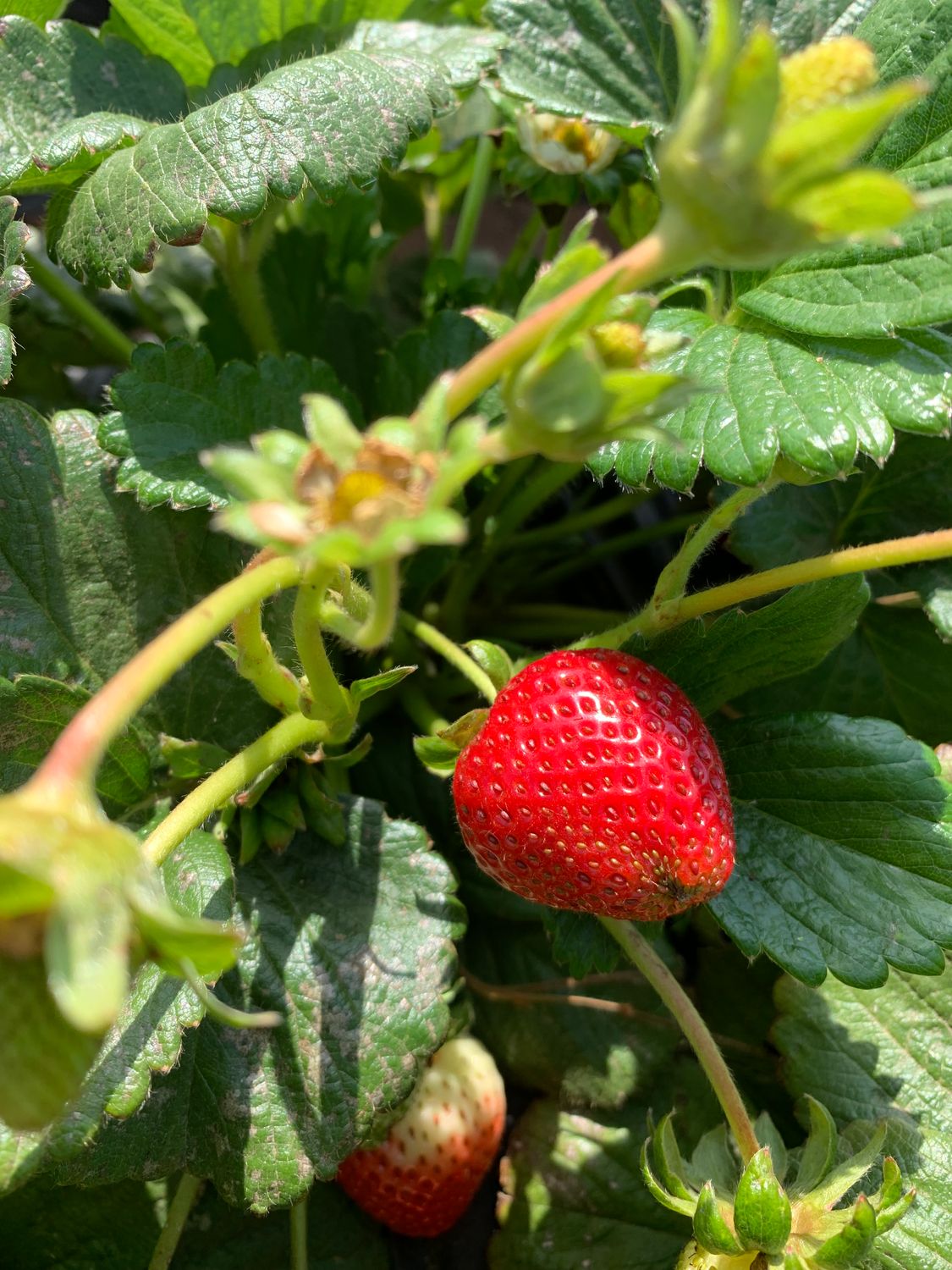 Quinault Strawberry Plants Quinault Strawberry Plants