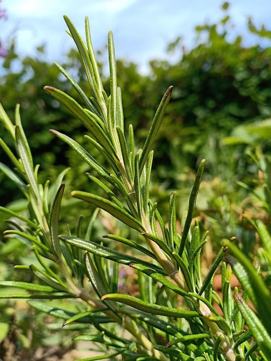 Rosemary plant - 4"