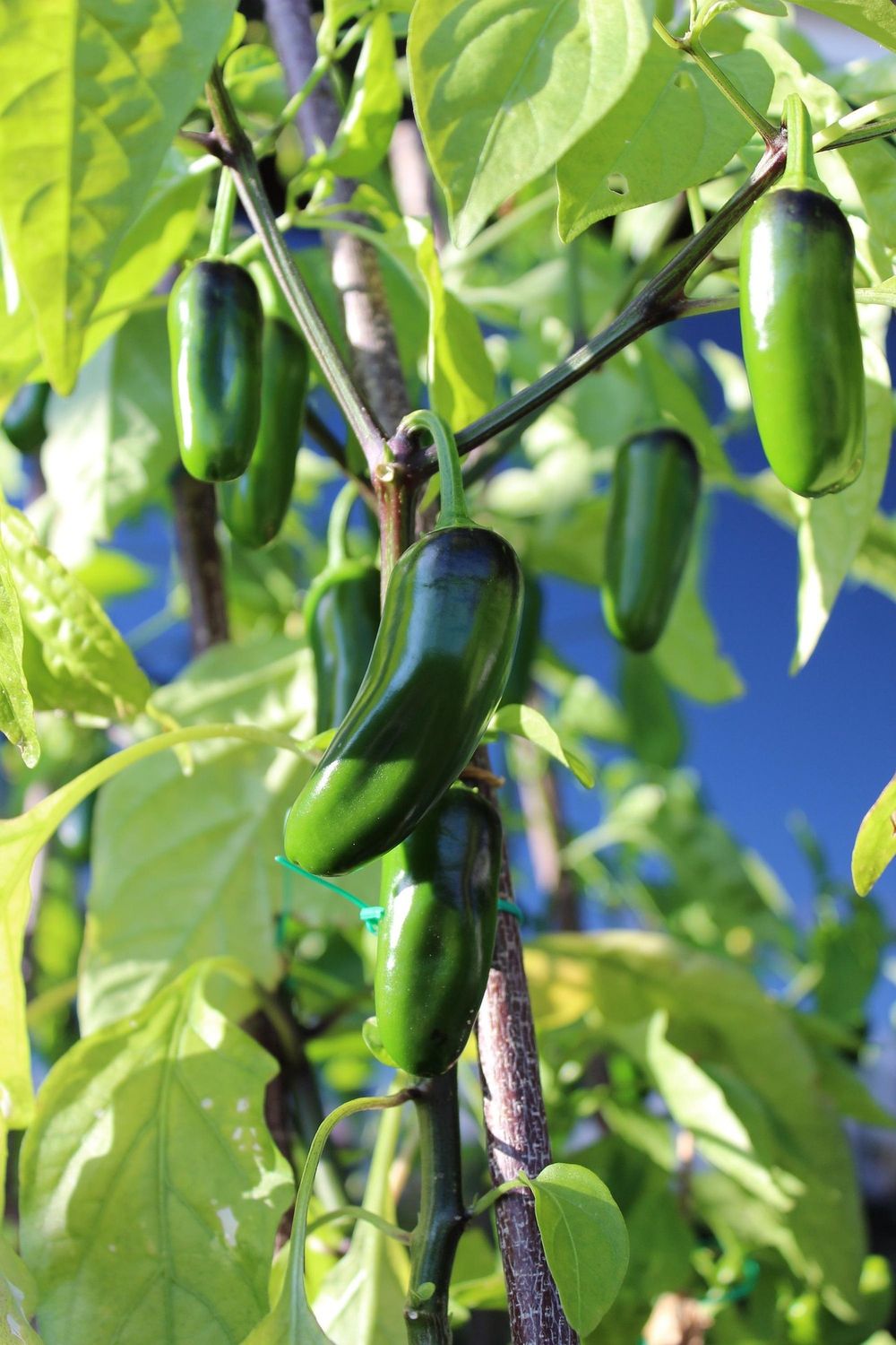 Mild Jalapeno pepper plants!