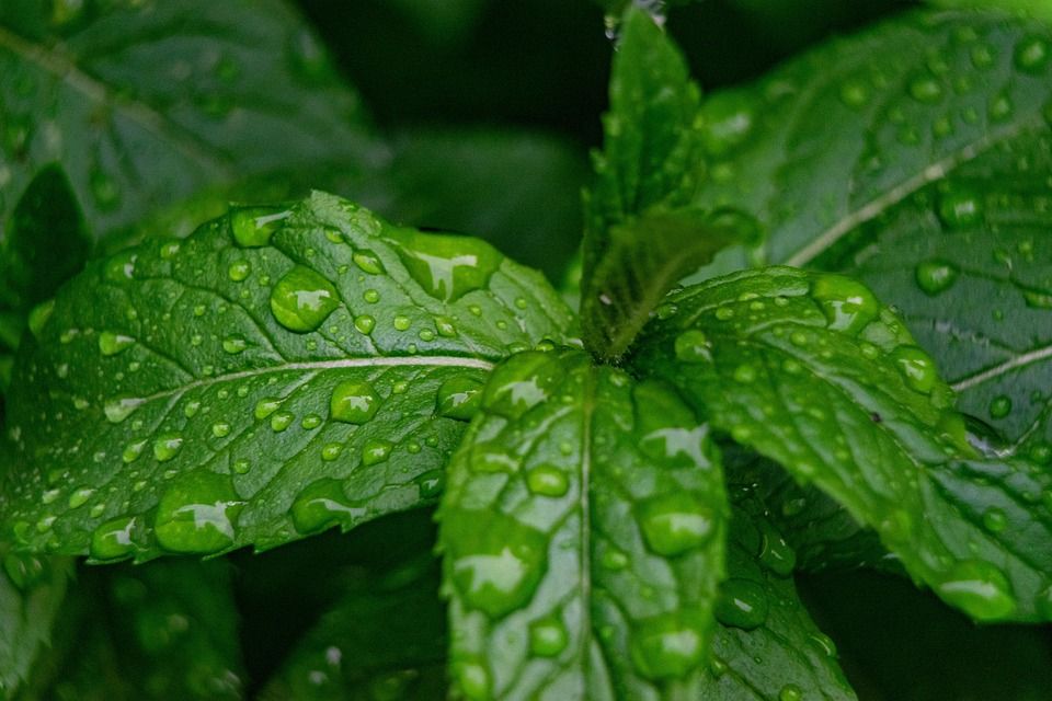 Strawberry mint plant - 4" pot