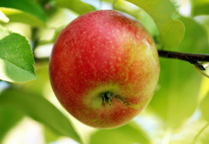 Anna Apple