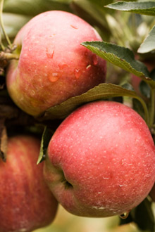 Jonathan Apple