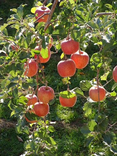 Fuji Apple