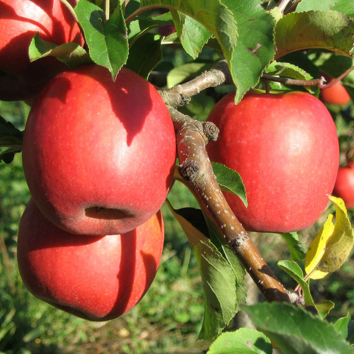 Pink Lady Apple