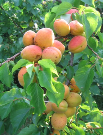 Moorpark Apricot