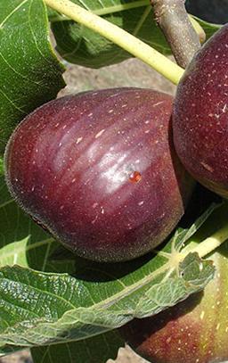 Brown Turkey Fig Brown Turkey Fig