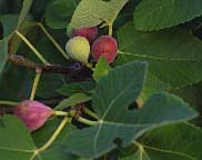 Celeste Fig Celeste Fig