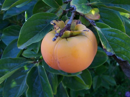 Fuyu Japanese Persimmon