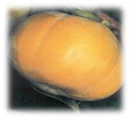 Tani Nashi Japanese Persimmon