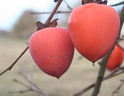 American Persimmon