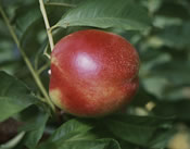 Red Gold Nectarine Red Gold Nectarine