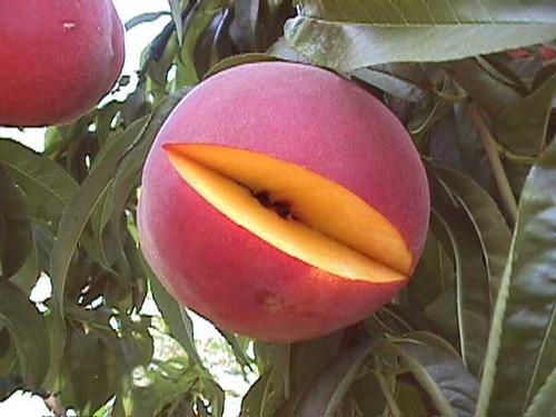 Dixieland Peach