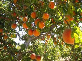 La Feliciana Peach