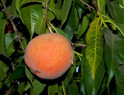 Loring Peach Loring Peach
