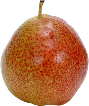 Kieffer Pear