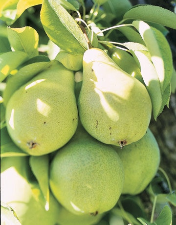 Bartlett Pear Bartlett Pear