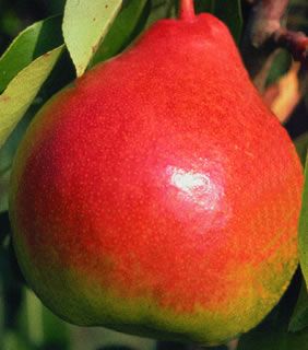 Moonglow Pear