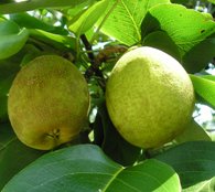 Pineapple Pear