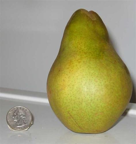 Warren Pear