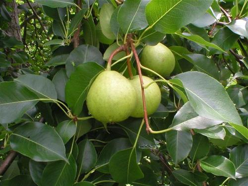 Orient Pear