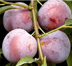 Methley Plum